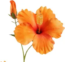 Pure Royal kunsttak hibiscus 75cm oranje - afbeelding 2