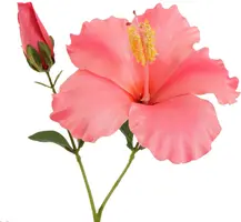 Pure Royal kunsttak hibiscus 75cm roze - afbeelding 2
