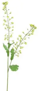 Pure Royal kunsttak koolzaad bloem 85cm groen - afbeelding 1
