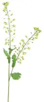 Pure Royal kunsttak koolzaad bloem 85cm groen - afbeelding 1
