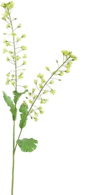 Pure Royal kunsttak koolzaad bloem 85cm groen - afbeelding 1