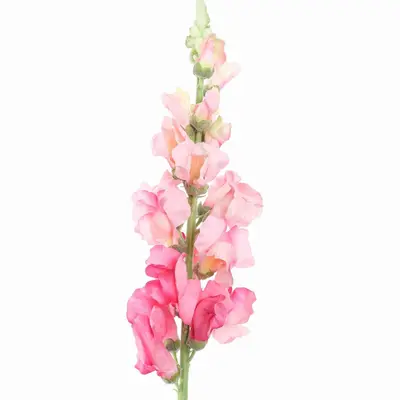 Pure Royal kunsttak leeuwebekjes 81cm roze - afbeelding 2