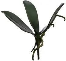 Pure Royal kunsttak orchidee 25cm groen - afbeelding 1