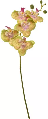 Pure Royal kunsttak orchidee 70cm groen - afbeelding 1