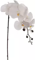 Pure Royal kunsttak orchidee 87cm crème kopen?