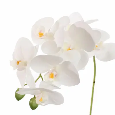 Pure Royal kunsttak phalaenopsis 60cm wit - afbeelding 2