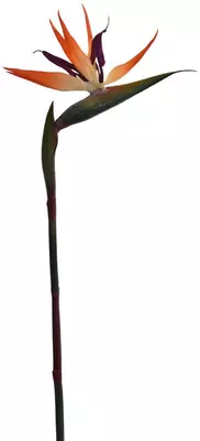 Pure Royal kunsttak strelitzia paradijsvogelplant 80cm oranje - afbeelding 1