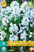 Puschkinia libanotica 25 stuks - afbeelding 2