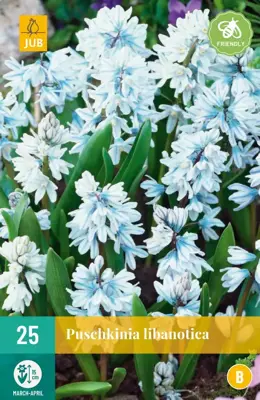 Puschkinia libanotica 25 stuks - afbeelding 1