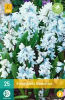 Puschkinia libanotica 25 stuks - afbeelding 1