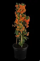 Pyracantha coccinea 'Red Column' (Vuurdoorn) klimplant - afbeelding 5
