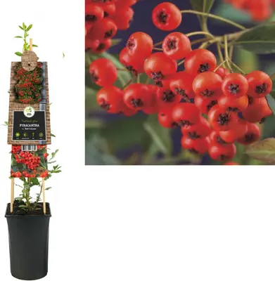 Pyracantha coccinea 'Red Column' (Vuurdoorn) klimplant - afbeelding 1