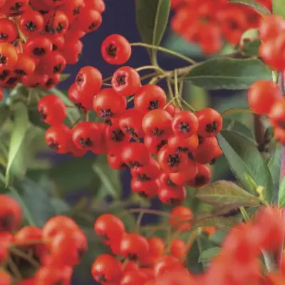 Pyracantha coccinea 'Red Column' (Vuurdoorn) klimplant 75cm - afbeelding 2