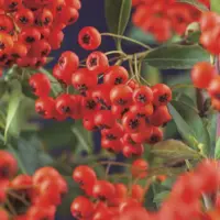 Pyracantha coccinea 'Red Column' (Vuurdoorn) klimplant 75cm - afbeelding 2