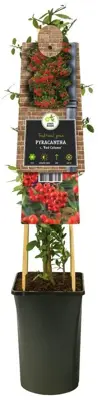 Pyracantha coccinea 'Red Column' (Vuurdoorn) klimplant 75cm - afbeelding 3