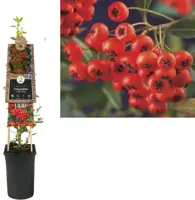 Pyracantha coccinea 'Red Column' (Vuurdoorn) klimplant 75cm - afbeelding 1