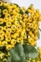 Pyracantha 'Golden Charmer' (Vuurdoorn) klimplant - afbeelding 5