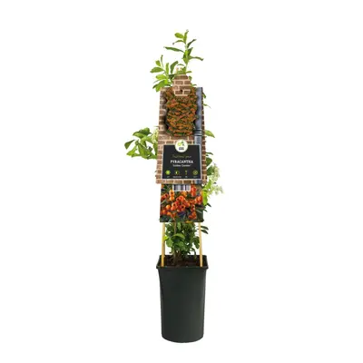Pyracantha 'Golden Charmer' (Vuurdoorn) klimplant - afbeelding 2