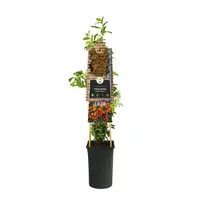Pyracantha 'Golden Charmer' (Vuurdoorn) klimplant - afbeelding 2