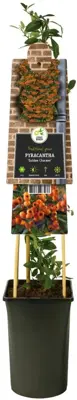 Pyracantha 'Golden Charmer' (Vuurdoorn) klimplant 75cm - afbeelding 3