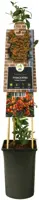 Pyracantha 'Golden Charmer' (Vuurdoorn) klimplant 75cm - afbeelding 3