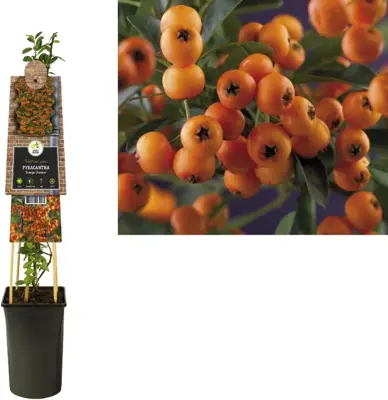 Pyracantha 'Golden Charmer' (Vuurdoorn) klimplant 75cm - afbeelding 1