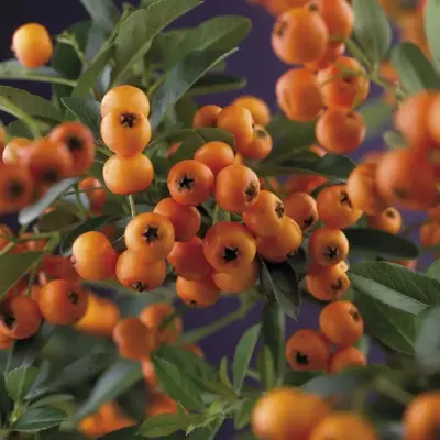 Pyracantha 'Golden Charmer' (Vuurdoorn) klimplant 75cm - afbeelding 4