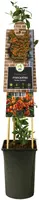 Pyracantha 'Golden Charmer' (Vuurdoorn) klimplant - afbeelding 3