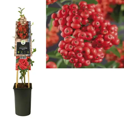 Pyracantha 'Mohave' (Vuurdoorn) klimplant 75cm - afbeelding 2