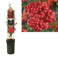 Pyracantha 'Mohave' (Vuurdoorn) klimplant 75cm - afbeelding 2