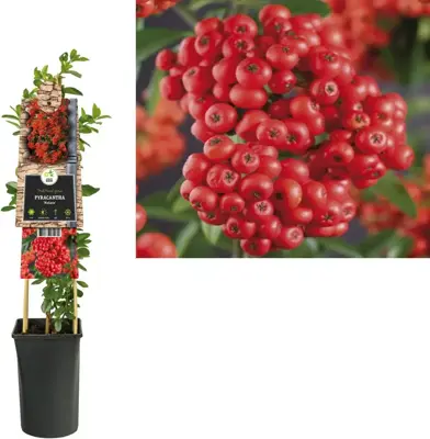 Pyracantha 'Mohave' (Vuurdoorn) klimplant 75cm - afbeelding 1