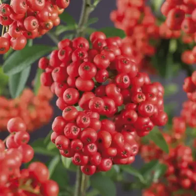 Pyracantha 'Mohave' (Vuurdoorn) klimplant 75cm - afbeelding 3