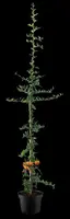 Pyracantha 'Orange Charmer' (Vuurdoorn) klimplant - afbeelding 6