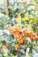 Pyracantha 'Orange Charmer' (Vuurdoorn) klimplant - afbeelding 5