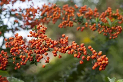 Pyracantha 'Orange Charmer' (Vuurdoorn) klimplant - afbeelding 3