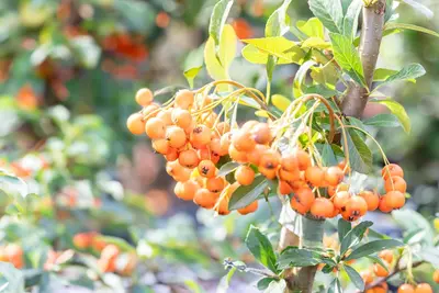 Pyracantha 'Orange Charmer' (Vuurdoorn) klimplant - afbeelding 4