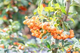 Pyracantha 'Orange Charmer' (Vuurdoorn) klimplant - afbeelding 4