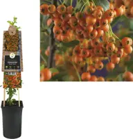 Pyracantha 'Orange Charmer' (Vuurdoorn) klimplant 75cm - afbeelding 1