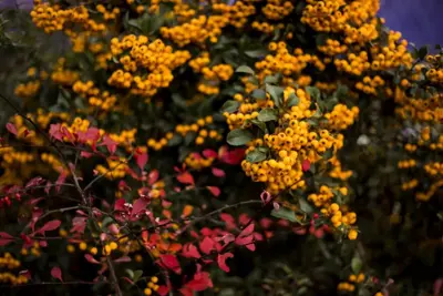 Pyracantha 'Orange Charmer' (Vuurdoorn) klimplant 75cm - afbeelding 2