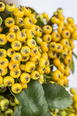 Pyracantha 'Soleil d'Or' (Vuurdoorn) klimplant - afbeelding 5