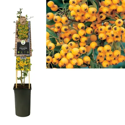 Pyracantha 'Soleil d'Or' (Vuurdoorn) klimplant 75cm - afbeelding 2