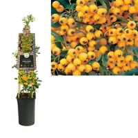 Pyracantha 'Soleil d'Or' (Vuurdoorn) klimplant 75cm - afbeelding 3