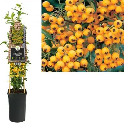 Pyracantha 'Soleil d'Or' (Vuurdoorn) klimplant 75cm - afbeelding 1