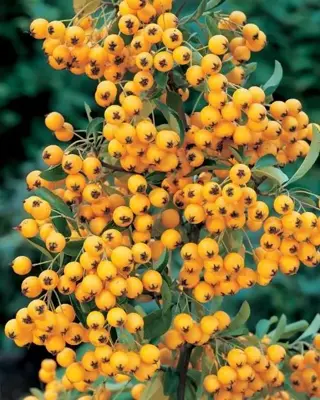 Pyracantha 'Soleil d'Or' (Vuurdoorn) klimplant 75cm - afbeelding 4