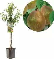 Pyrus communis 'Beurré Hardy' (Peer) fruitplant 160cm - afbeelding 1