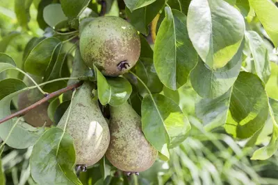 Pyrus communis 'Beurré Hardy' (Peer) fruitplant 90cm - afbeelding 9