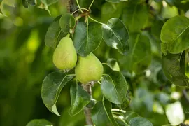 Pyrus communis 'Beurré Hardy' (Peer) fruitplant 90cm - afbeelding 22