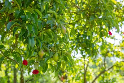 Pyrus communis 'Beurré Hardy' (Peer) fruitplant 90cm - afbeelding 25