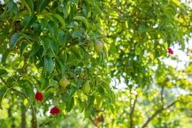 Pyrus communis 'Beurré Hardy' (Peer) fruitplant 90cm - afbeelding 25