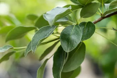 Pyrus communis 'Beurré Hardy' (Peer) fruitplant 90cm - afbeelding 32